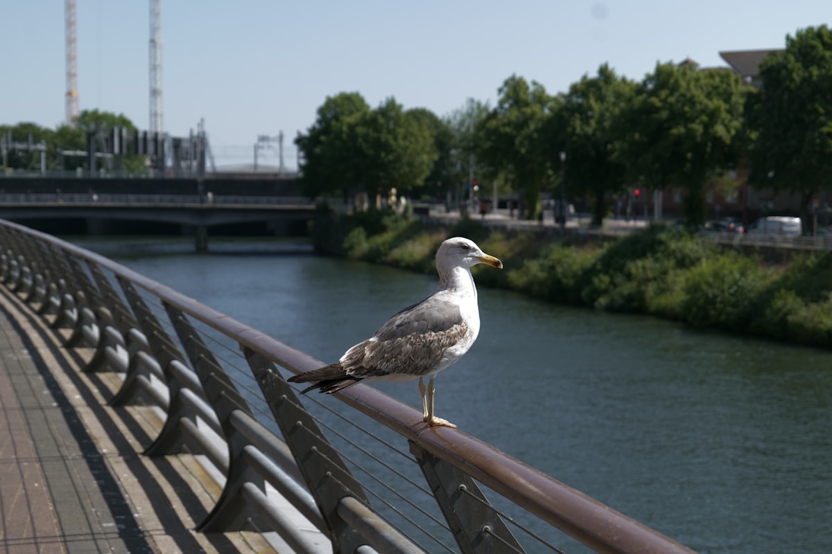 A seagull perches on a bridge rail